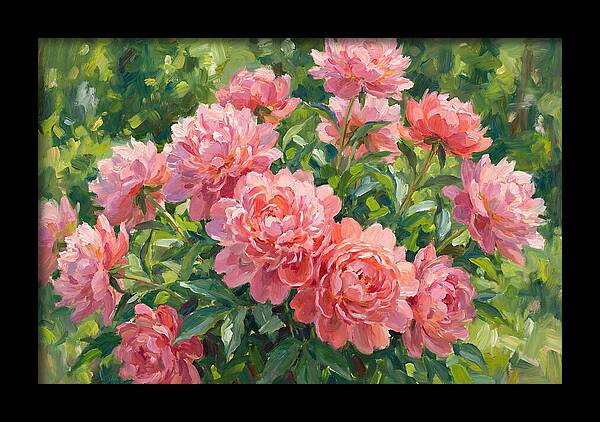 Pink Peonies In Bloom