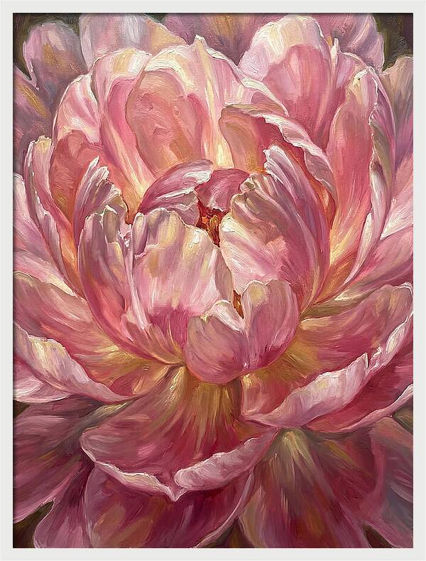 Pink Peony Bloom