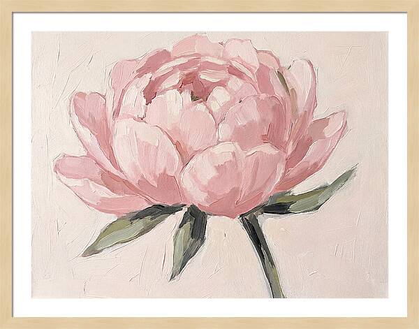 Pink Peony Blossom