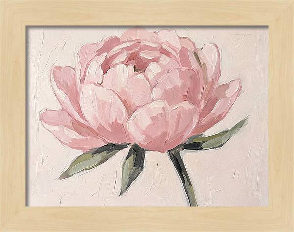 Pink Peony Blossom
