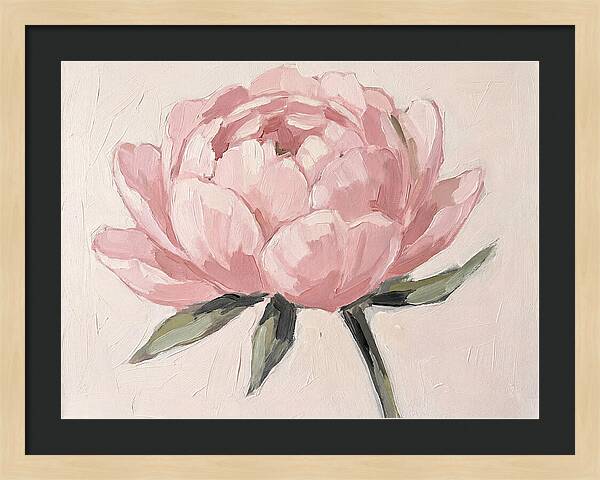 Pink Peony Blossom