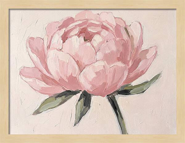 Pink Peony Blossom