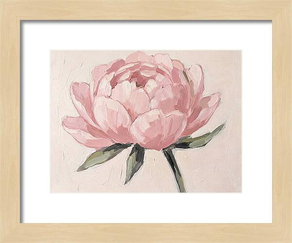 Pink Peony Blossom