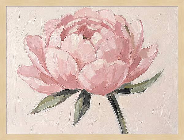 Pink Peony Blossom