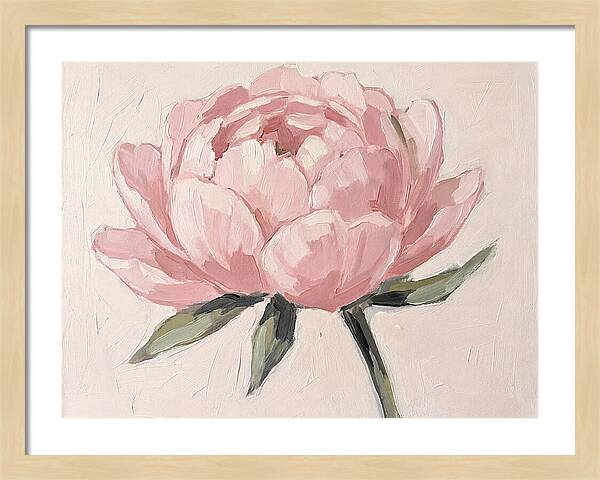 Pink Peony Blossom
