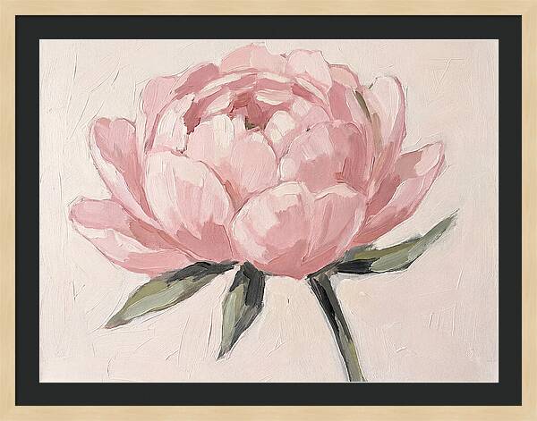 Pink Peony Blossom