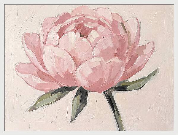 Pink Peony Blossom