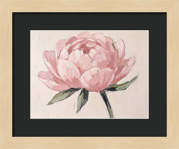 Pink Peony Blossom