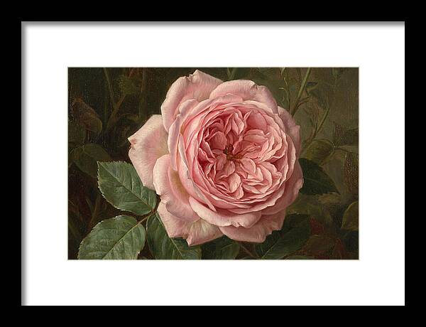 Pink Rose In Bloom