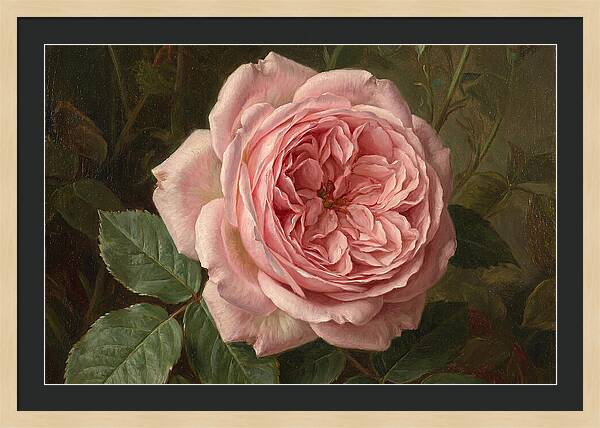 Pink Rose In Bloom