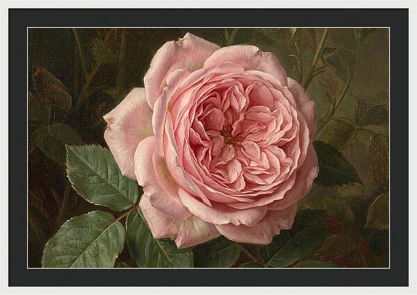 Pink Rose In Bloom