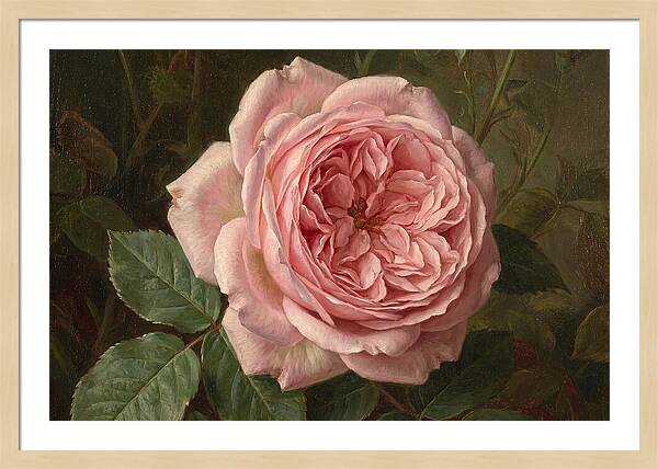 Pink Rose In Bloom