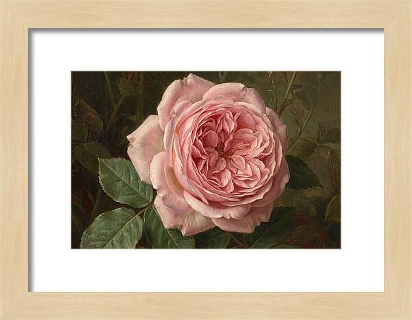 Pink Rose In Bloom