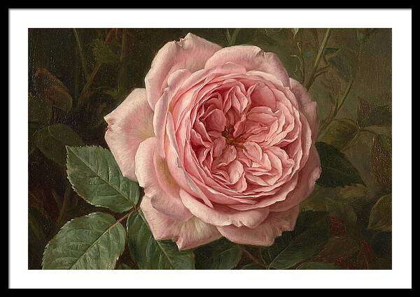 Pink Rose In Bloom