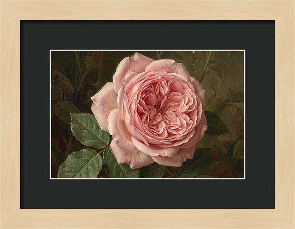 Pink Rose In Bloom