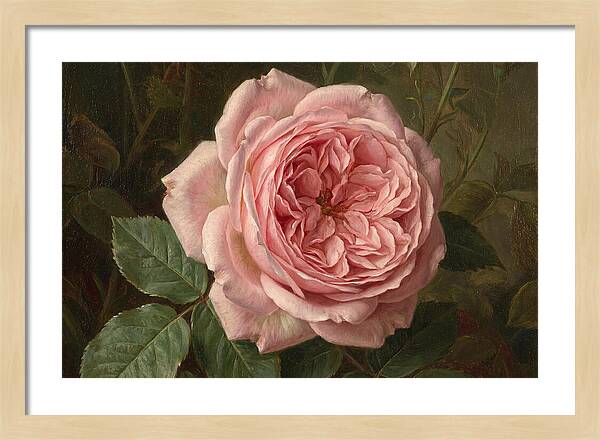 Pink Rose In Bloom