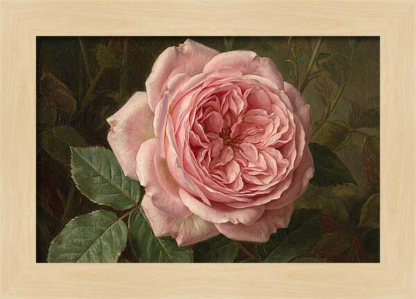 Pink Rose In Bloom