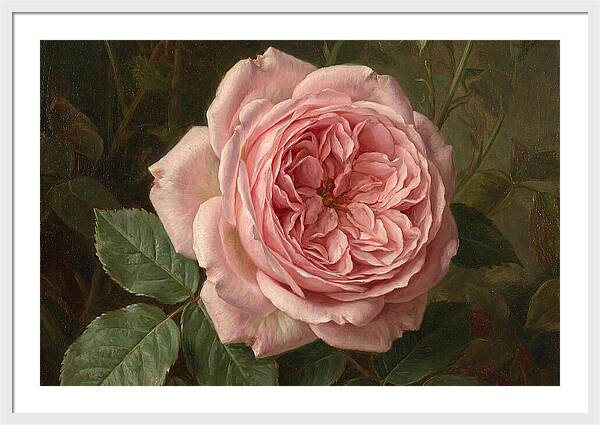Pink Rose In Bloom