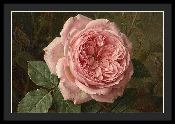 Pink Rose In Bloom