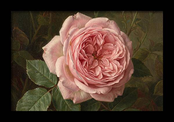 Pink Rose In Bloom