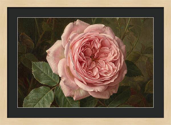 Pink Rose In Bloom