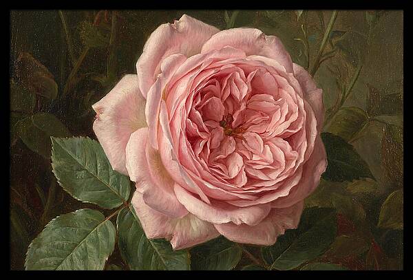 Pink Rose In Bloom