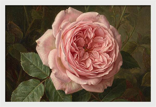 Pink Rose In Bloom