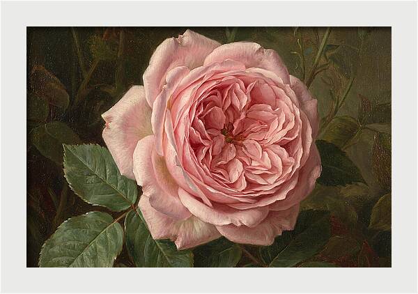 Pink Rose In Bloom