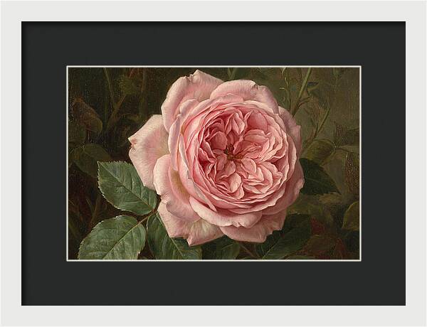 Pink Rose In Bloom