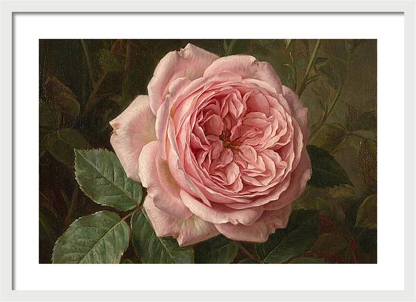 Pink Rose In Bloom