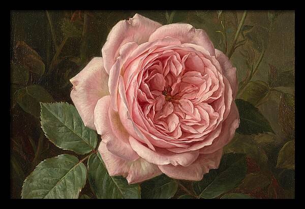 Pink Rose In Bloom