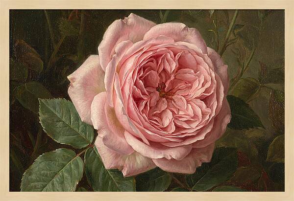 Pink Rose In Bloom