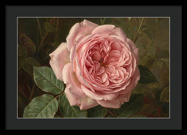 Pink Rose In Bloom