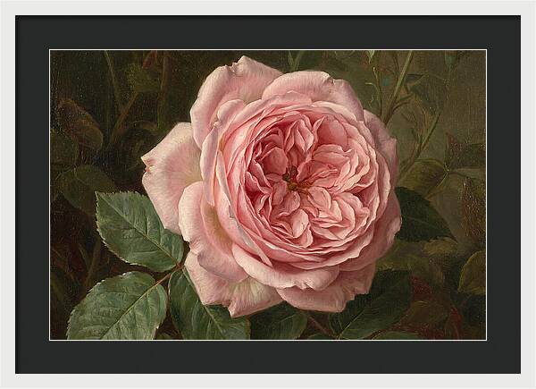 Pink Rose In Bloom