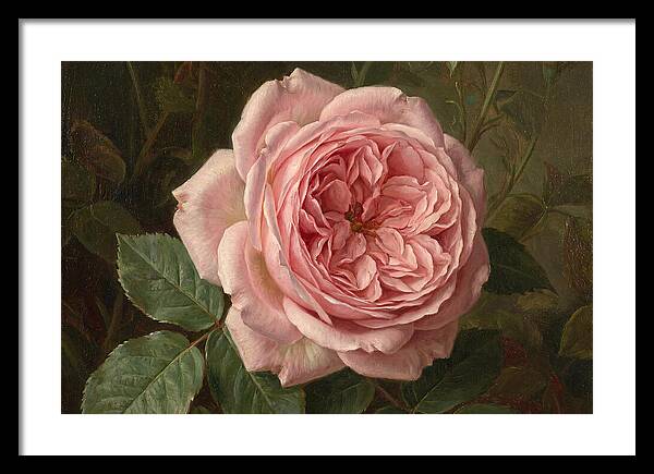 Pink Rose In Bloom