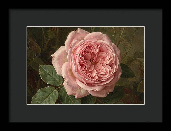 Pink Rose In Bloom