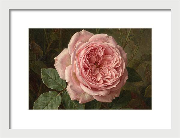 Pink Rose In Bloom