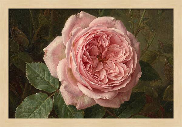 Pink Rose In Bloom