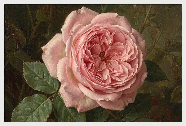 Pink Rose In Bloom