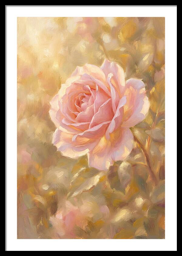 Pink Rose In Soft Light