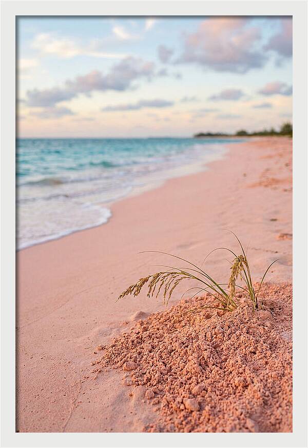 Pink Sand Serenity