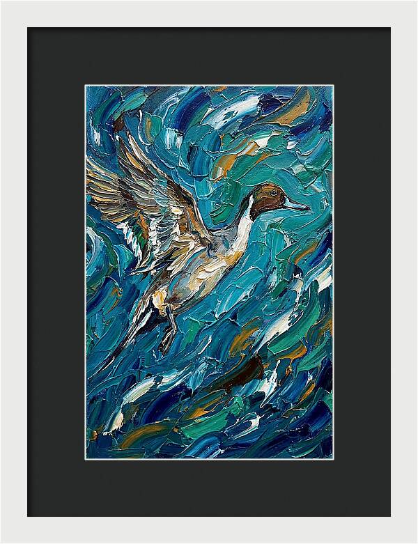 Pintail Duck In Flight