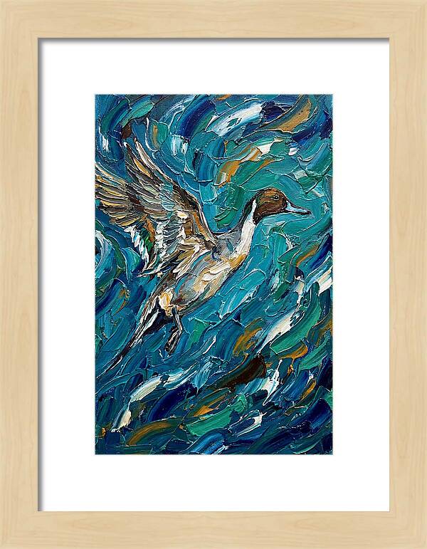 Pintail Duck In Flight