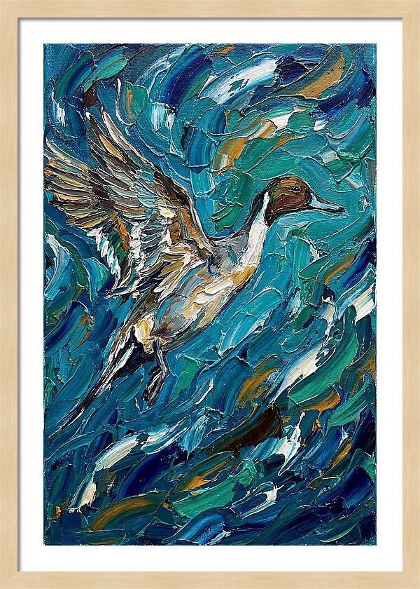 Pintail Duck In Flight