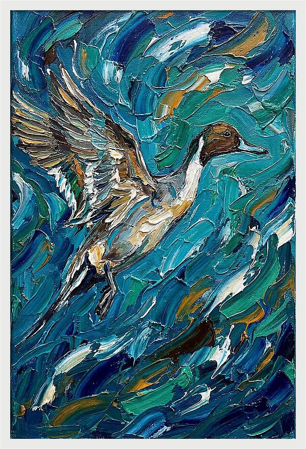 Pintail Duck In Flight