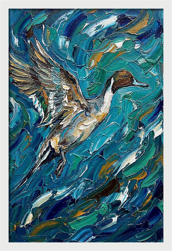 Pintail Duck In Flight