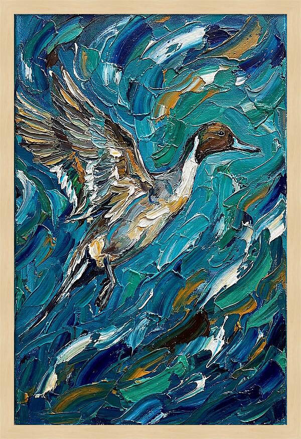 Pintail Duck In Flight