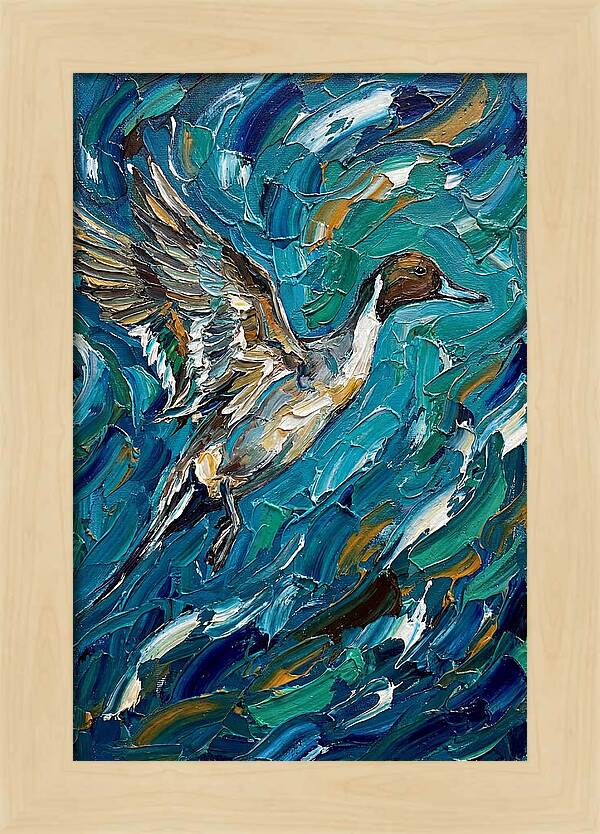 Pintail Duck In Flight