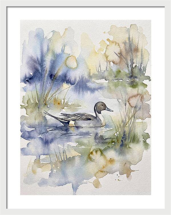 Pintail Duck Serenity