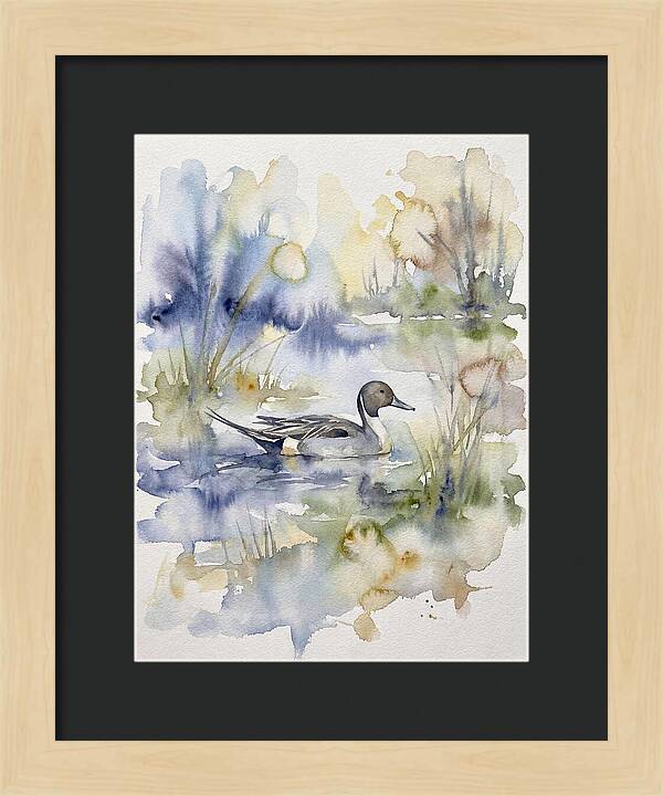 Pintail Duck Serenity